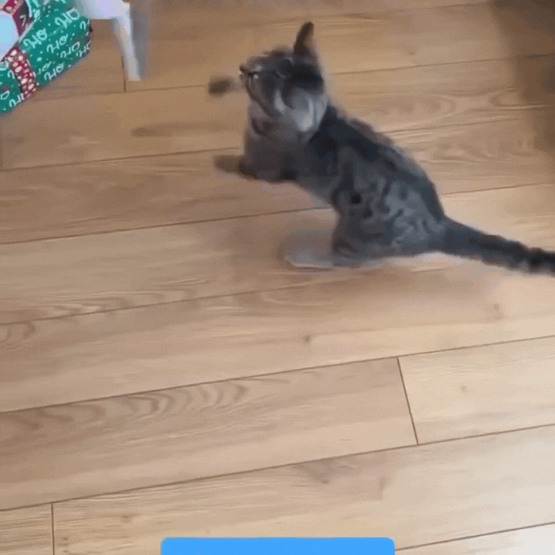 Interactive Flapping Bird Cat Toy